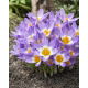 Krokus Tricolor - duża paczka! - 200 szt.