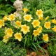 Liliowiec Stella D'oro