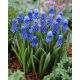 Szafirek Muscari Dark Eyes - duża paczka! - 50 szt.