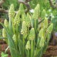 Szafirek zielony - Muscari Bellevalia Green Pearl - 5 szt.