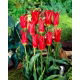 Tulipan Aladdin - opak. 5 szt.