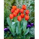 Tulipan Annie Schilder - opak. 5 szt.