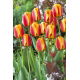 Tulipan Apeldoorn's Elite - 5 szt.