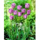 Tulipan Blue Aimable - opak. 5 szt.