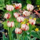 Tulipan Carnaval de Nice - 5 szt.