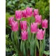 Tulipan China Pink - opak. 5 szt.