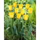 Tulipan Hamilton  opak. 5 szt.