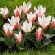 Tulipan Heart's Delight - 5 szt.