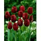 Tulipan Jan Reus - opak. 5 szt.