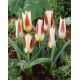 Tulipan Johann Strauss - opak. 5 szt.
