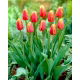 Tulipan Lambada - opak. 5 szt.