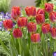 Tulipan Miami Sunset - opak. 5 szt.