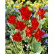 Tulipan Praestans Unicum - opak. 5 szt.