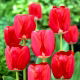 Tulipan Spring Song - opak. 5 szt.
