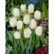 Tulipan Swan Wings  opak. 5 szt.