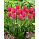 Tulipan Van Eijk - 5 szt.