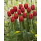 Tulipan czerwony - Red - duża paczka! - 50 szt.
