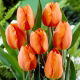 Tulipan pomarańczowy - Orange - duża paczka! - 50 szt.