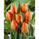 Tulipan pomarańczowy - Orange - duża paczka! - 50 szt.