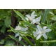 Śnieżnik lśniący biały - Chionodoxa luciliae alba - duża paczka! - 100 szt.