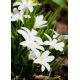 Śnieżnik lśniący biały - Chionodoxa luciliae alba - duża paczka! - 100 szt.