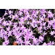 Śnieżnik lśniący różowy - Chionodoxa Rose Queen - duża paczka! - 100 szt.