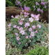 Szczawik chilijski - Oxalis Adenophylla - duża paczka! - 50 szt.