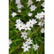 Ipheion - Ifejon - Alberto Castillo - duża paczka! - 100 szt.