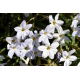 Ipheion - Ifejon - Alberto Castillo - duża paczka! - 100 szt.