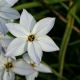 Ipheion - Ifejon - Alberto Castillo - duża paczka! - 100 szt.