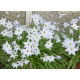 Ipheion - Ifejon - Alberto Castillo - duża paczka! - 100 szt.