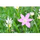 Ipheion - Ifejon - Charlotte Bishop - duża paczka! - 100 szt.