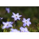 Ipheion - Ifejon - Rolf Fiedler - duża paczka! - 100 szt.