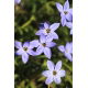 Ipheion - Ifejon - Rolf Fiedler - duża paczka! - 100 szt.