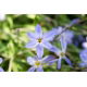 Ipheion - Ifejon - Uniflorum - duża paczka! - 100 szt.
