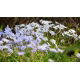 Ipheion - Ifejon - Uniflorum - duża paczka! - 100 szt.
