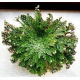 Róża jerychońska - Rose of Jericho - duża paczka! - 10 szt.