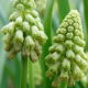 Szafirek zielony - Muscari Bellevalia Green Pearl - duża paczka! - 50 szt.