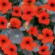 Nasturcja niska Empress of India