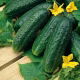 Ogórek Nadusha F1 - gruntowy, konserwowy, odmiana holenderska