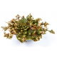 Róża jerychońska - Rose of Jericho - duża paczka! - 10 szt.
