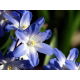 Śnieżnik niebieski - Chionodoxa forbesi blue - duża paczka! - 100 szt.
