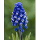 Szafirek Muscari Dark Eyes - duża paczka! - 50 szt.