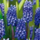 Szafirek Muscari Dark Eyes - duża paczka! - 50 szt.