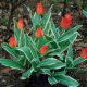 Tulipan Praestans Unicum - opak. 5 szt.