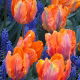 Tulipan Prinses Irene Parrot - opak. 5 szt.