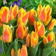 Tulipan Winnipeg - opak. 5 szt.