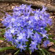 Śnieżnik lśniący - Chionodoxa luciliae - 10 szt.