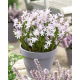 Śnieżnik Chionodoxa forbesii Pink Giant - duża paczka! - 100 szt.