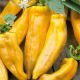 Papryka Corno di Toro Giallo - słodka, żółta